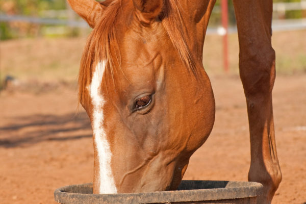 Chestnut horse with a blaze eating his dinner in a black rubber feeder