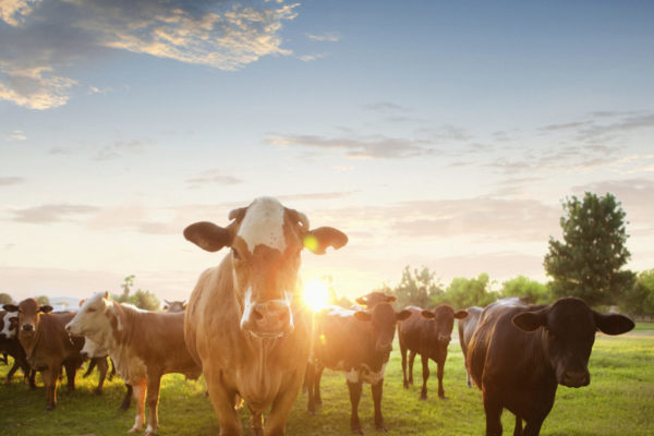 Herd of Hereford cows in a pasture at sunset.