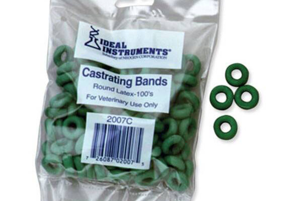 Castrating-Bands