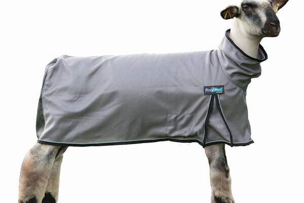 Coat-Sheep