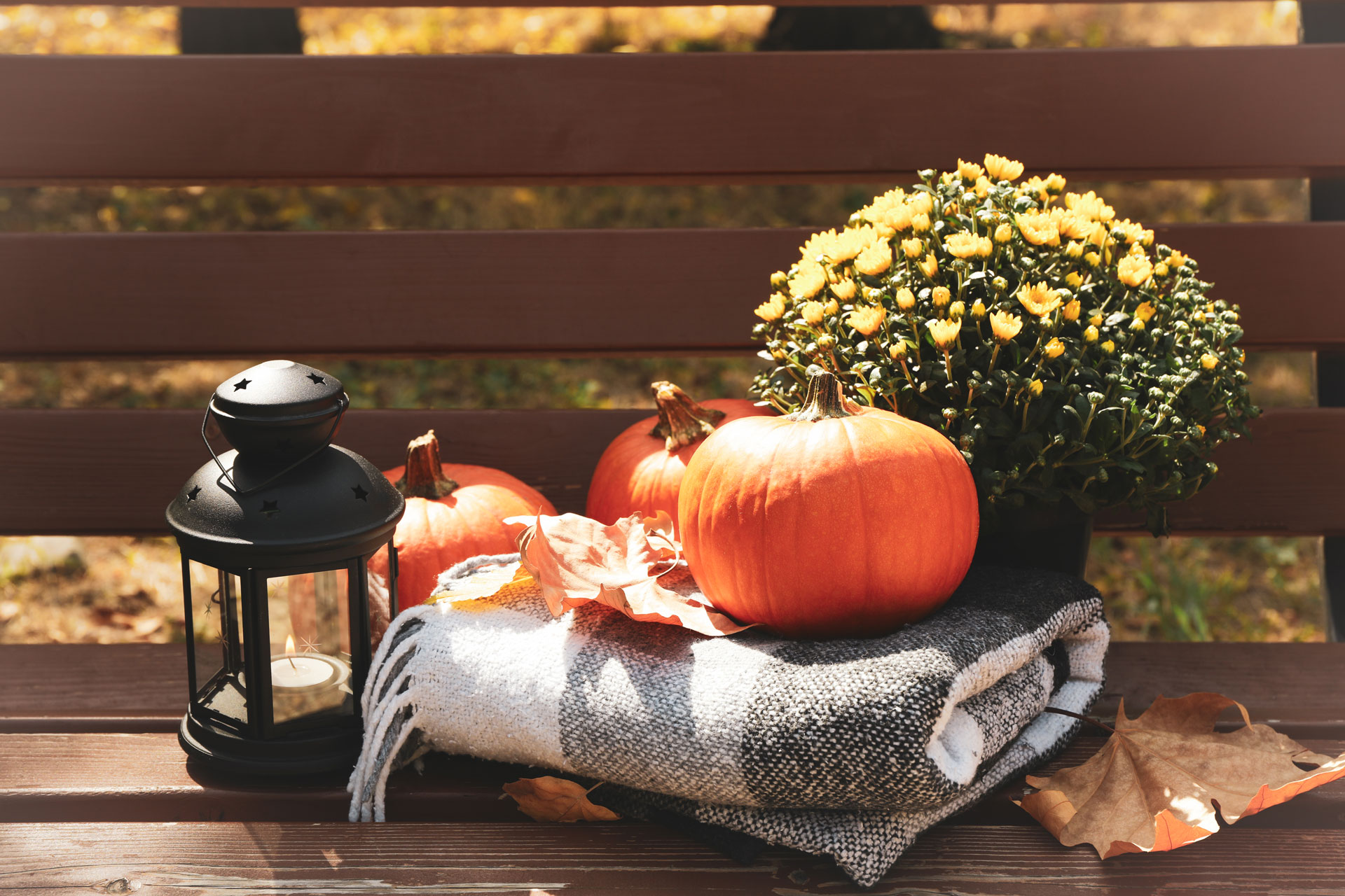 Everything You Need for Fall: Pumpkins, Pet Food, and Grass Seed