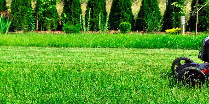 Lawnmower cutting a lush green lawn