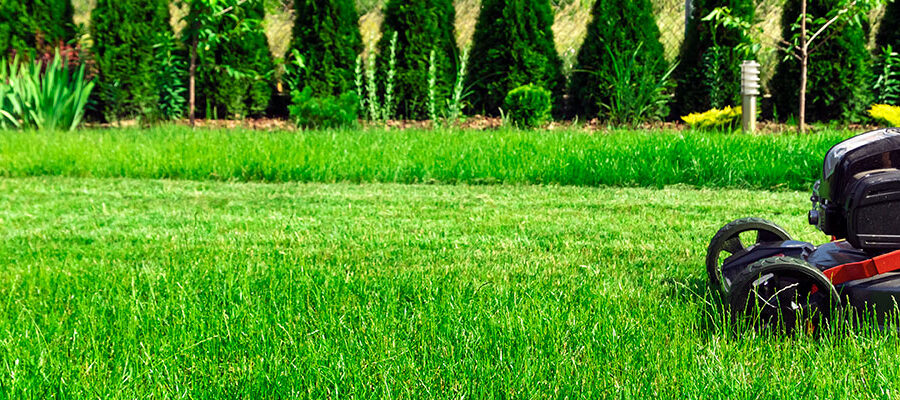 Lawnmower cutting a lush green lawn