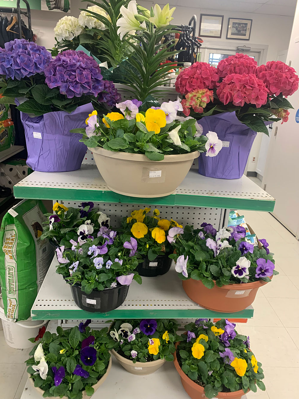 Potted flowers on a shelf for sale