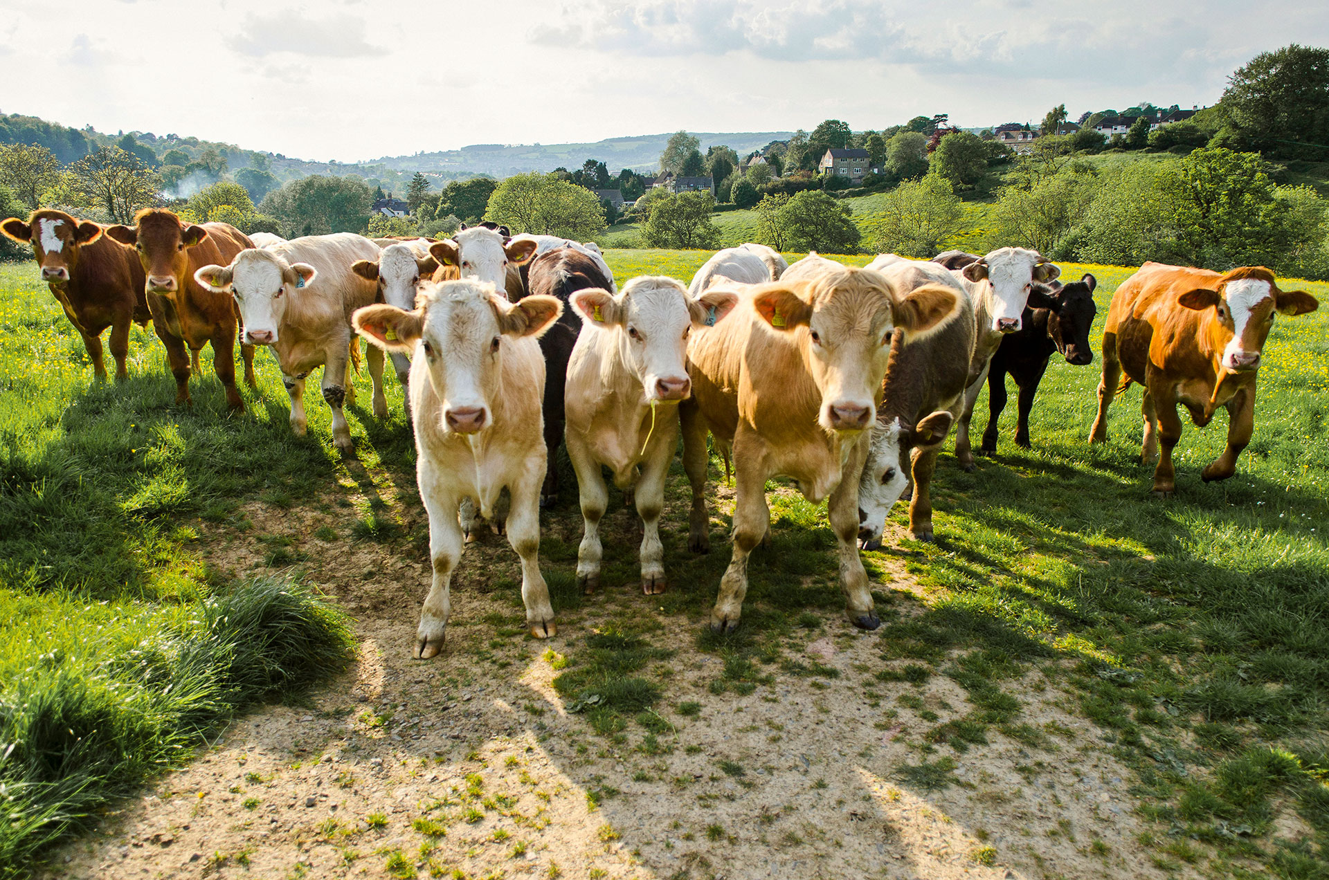 Essential Livestock Equipment