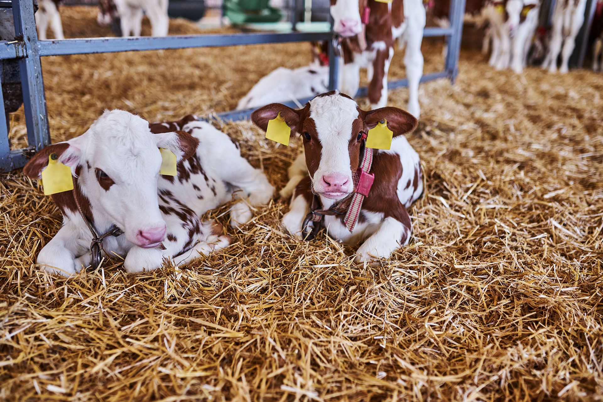 Shine in the Ring or the Barn with Our Livestock Grooming Supplies